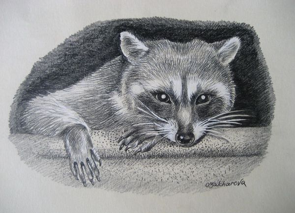 Racoon